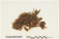 藏品(曲尾苔科)的圖片